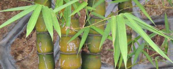 佛肚竹种子怎么培育发芽 佛肚竹种子怎么培育发芽视频芽