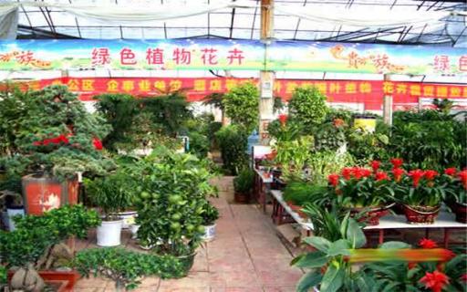 北京哪里有卖绿植的（北京哪里有卖绿植的地方）