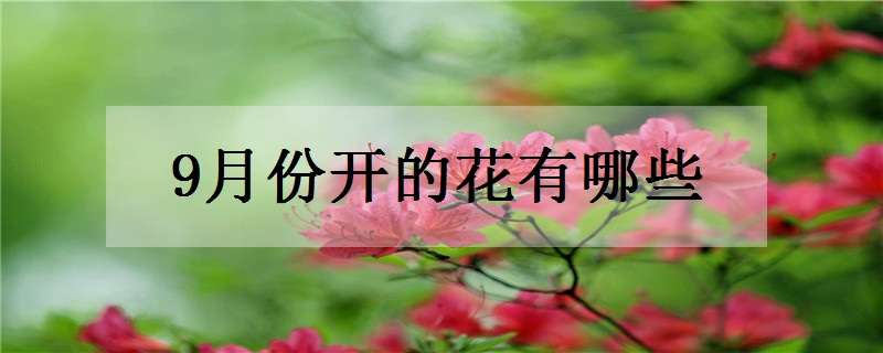 9月份开的花有哪些（9月份开的花有哪些花）