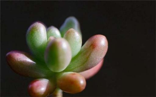 怎么给多肉植物浇水 怎么给多肉植物浇水呢