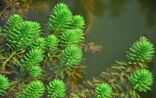 常见沉水植物有哪些（常见沉水植物有哪些种类）