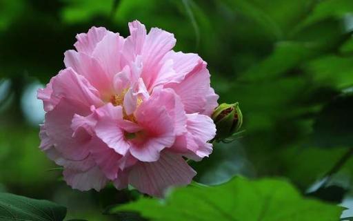 芙蓉花为什么开花蔫 芙蓉花为什么开花蔫叶子