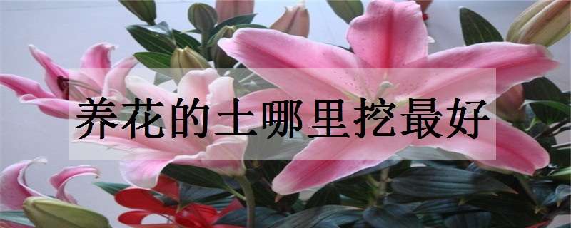 养花的土哪里挖最好（自制花土最简单的方法）