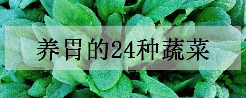 养胃的24种蔬菜（养胃的24种蔬菜,调理肠胃的最佳蔬菜）