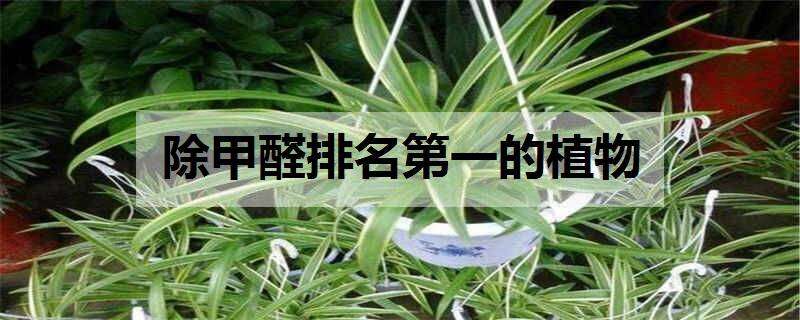 除甲醛排名第一的植物 除甲醛排名第一的植物龟背竹