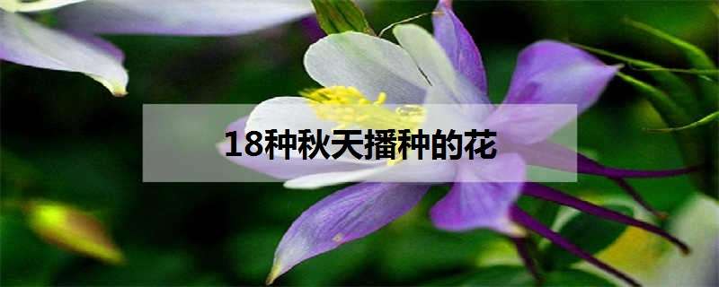 18种秋天播种的花有哪些（18种秋天播种的花有哪些名字）