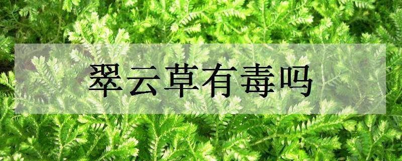 翠云草有毒吗（翠云草有毒吗有毒吗）