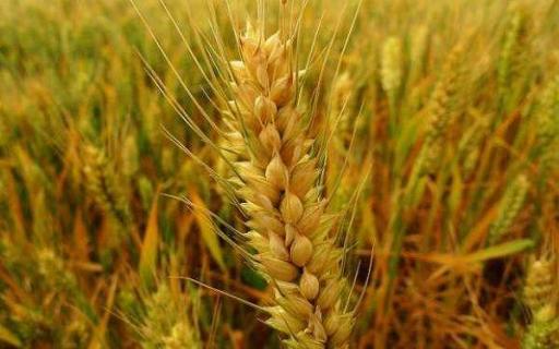 小麦哪个朝代传入中国 大麦俗称是什么粮食