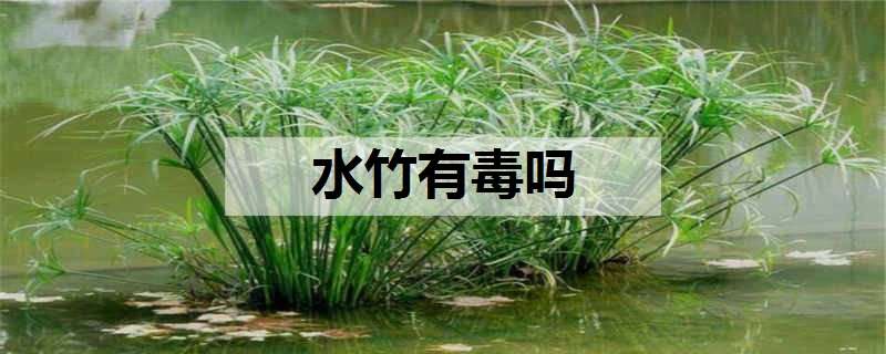 水竹有毒吗