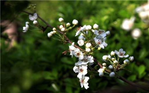 南方种植什么果树好 南方种植什么果树好养