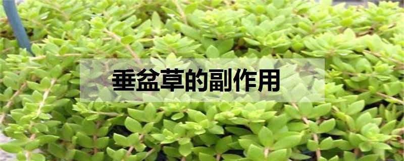 垂盆草的副作用是什么（垂盆草起什么作用）