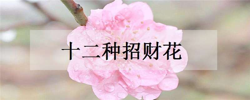 十二种招财花有哪些 十二种招财花有哪些名字