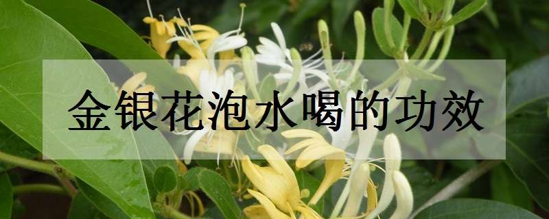 金银花泡水喝的功效（金银花泡水喝的功效与禁忌症）