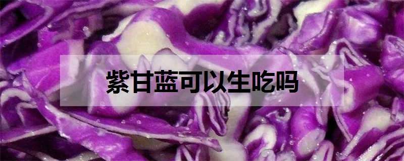 紫甘蓝可以生吃吗（苦菊和紫甘蓝可以生吃吗）