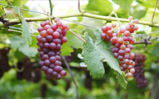 葡萄是热性还是凉性 是什么属性的水果