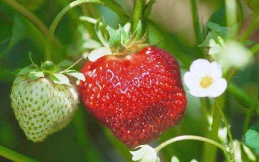 草莓种植技术及方法 草莓种植的方法与条件