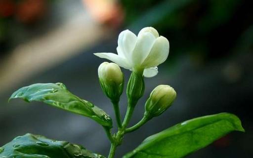 茉莉盆栽怎么养才能长得好