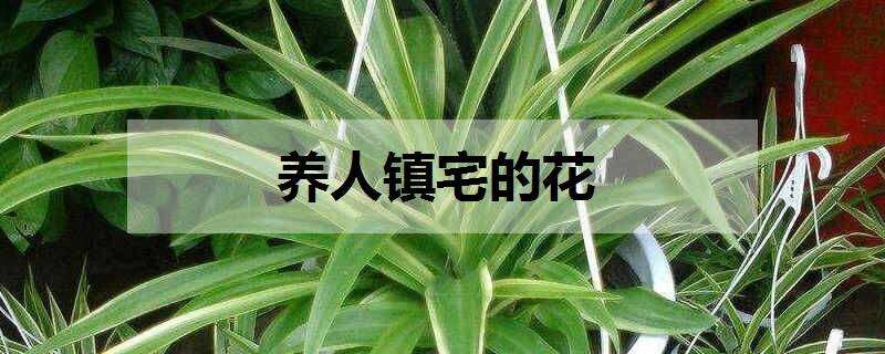 养人镇宅的花（镇宅的花卉）