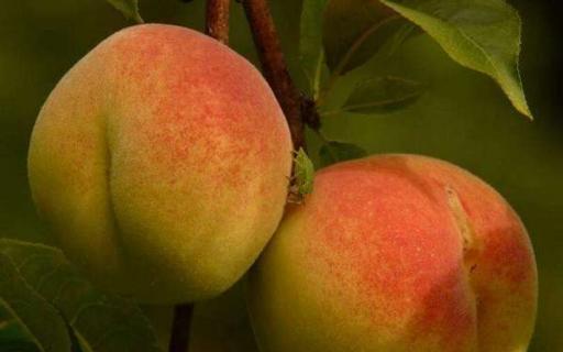 吃桃子的好处和坏处 有哪些功效及作用