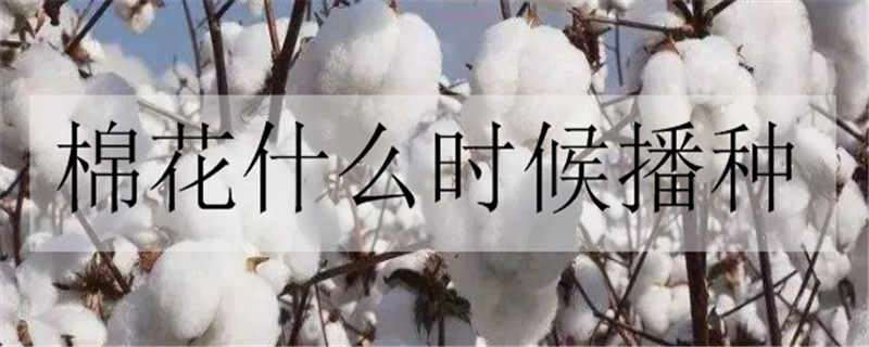 棉花什么时候播种（棉花什么时候播种子）