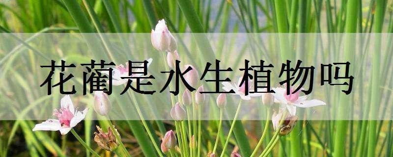 花蔺是水生植物吗（花蔺是水生植物吗）