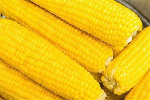 粘玉米是转基因的吗 现在吃的粘玉米是转基因的吗