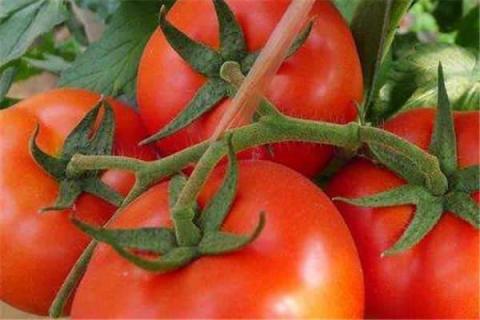番茄种植最佳时间和方法及注意事项