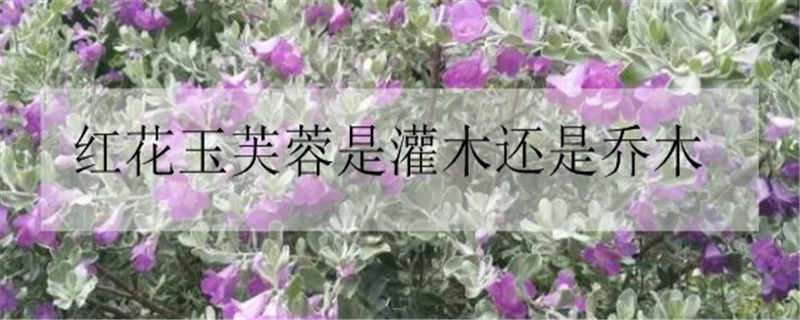 红花玉芙蓉是灌木还是乔木（芙蓉树是乔木还是灌木）