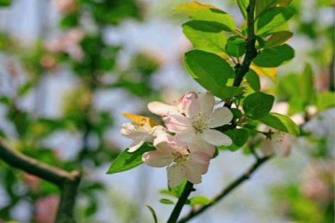 海棠花什么时候开花 四季海棠花什么时候开花