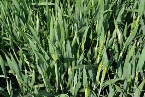冬小麦施肥的最佳时间 施肥要遵循哪些原则