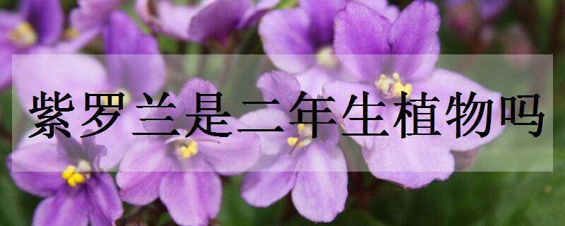 紫罗兰是二年生植物吗（紫罗兰是二年生花卉吗）
