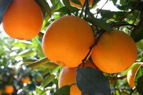 冰糖橙的营养价值及营养成分 冰糖橙的功效与作用及食用方法