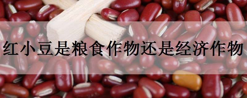 红小豆是粮食作物还是经济作物 红小豆属于什么作物