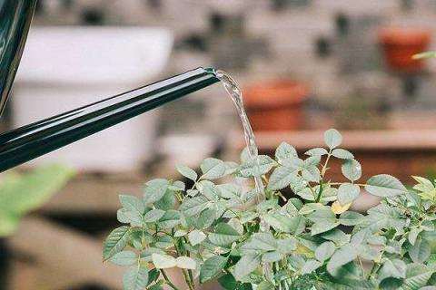 一般给花浇水浇多少合适 给花浇水要浇多少