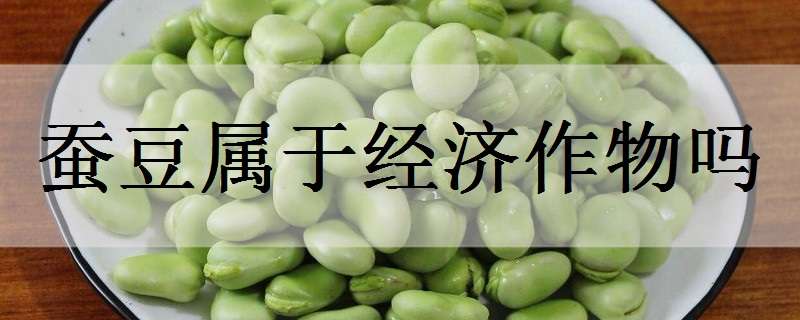 蚕豆属于经济作物吗（豆类属于经济作物吗）