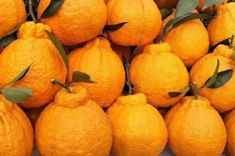 丑橘酸怎么才能变甜 放几天再吃口感会更好吗