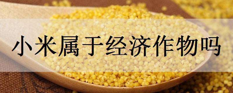 小米属于经济作物吗 小米属于什么作物