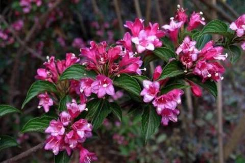 海仙花什么季节施肥最好（海仙花的扦插季节）