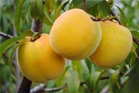 黄桃的营养价值及营养成分 黄桃的营养成分与作用