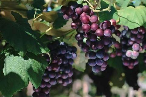 葡萄浇水时间表 葡萄什么时候不能浇水