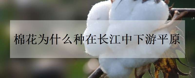棉花为什么种在长江中下游平原