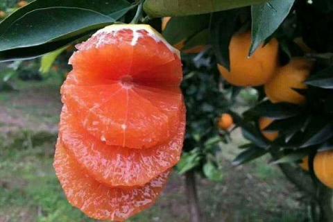 红橙的营养价值及营养成分 红心橙营养价值