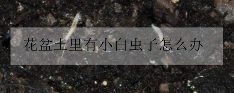 花盆土里有小白虫子怎么办 花盆土里有小白虫子怎么办视频