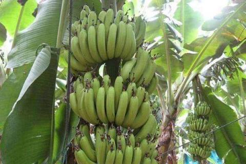 香蕉是碱性水果还是酸性水果