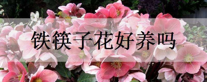 铁筷子花好养吗（铁筷子花好养吗视频）