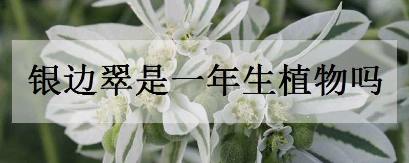 银边翠是一年生植物吗（银边翠是什么植物）