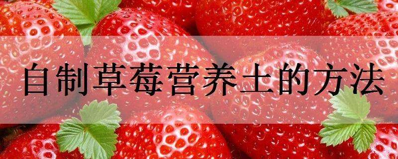 自制草莓营养土的方法 盆栽草莓营养土的用法