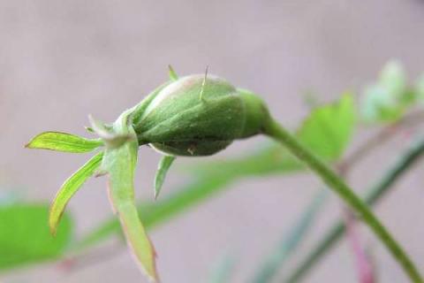 月季花苞弯头是什么原因 月季花花苞弯了怎么办