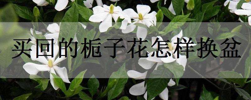 买回的栀子花怎样换盆（栀子花买回来怎么换盆）