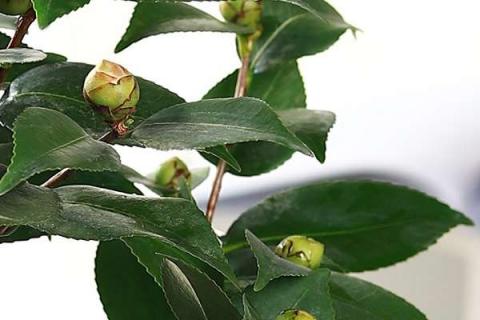 茶花怎么才会长花苞 茶花怎么才会长花苞子